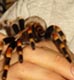 Vartotojo avataras